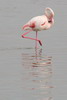 Flamant rose (Phoenicopterus roseus) - France