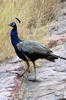 Paon bleu (Pavo cristatus) - Inde