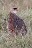 Francolin � cou roux (Pternistis castaneicollis) - Ethiopie