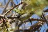 Canary Islands Chiffchaff (Phylloscopus canariensis) - Canary Islands