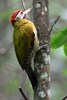 Pic m�diastin (Picus vittatus) - Malaisie