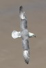 Fulmar bor�al (Fulmarus glacialis) - France