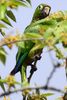 Conure azt�que (Eupsittula astec) - Costa-Rica