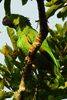 Amazone guat�malt�que (Amazona guatemalae) - Costa-Rica