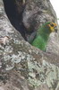 Perroquet � face jaune (Poicephalus flavifrons) - Ethiopie