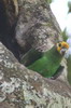 Perroquet � face jaune (Poicephalus flavifrons) - Ethiopie