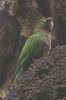 Conure azt�que (Eupsittula astec) - Mexique