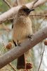 Bulbul des jardins (Pycnonotus barbatus) - S�n�gal
