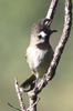 Bulbul � joues blanches (Pycnonotus leucogenys) - N�pal