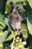 Bulbul � ventre rouge (Pycnonotus cafer) - N�pal