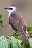 Bulbul goiavier (Pycnonotus goiavier) - Malaisie