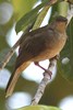 Bulbul aux yeux rouges (Pycnonotus brunneus) - Malaisie
