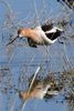 Avocette d'Am�rique (Recurvirostra americana) - Etats-Unis