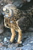 Hibou des marais (Asio flammeus) - Iles Galapagos