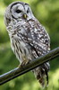 Chouette ray�e (Strix varia) - Canada