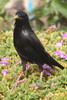 Etourneau unicolore (Sturnus unicolor) - Maroc