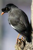 Martin forestier (Acridotheres fuscus) - N�pal