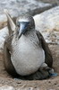 Fou � pieds bleus (Sula nebouxii) - Iles Galapagos