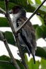 Tityre � t�te noire (Tityra inquisitor) - Costa-Rica