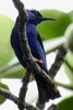 Guit-guit sa� (Cyanerpes cyaneus) - Costa-Rica