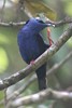 Guit-guit sa� (Cyanerpes cyaneus) - Panama