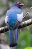 Trogon de Mass�na (Trogon massena) - Costa-Rica