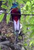 Quetzal resplendissant (Pharomachrus mocinno) - Costa-Rica