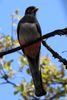 Trogon �l�gant (Trogon elegans) - Etats-Unis