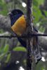 Trogon pattu (Trogon caligatus) - Mexique