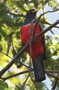 Trogon � queue noire (Trogon melanurus) - P�rou