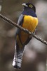 Trogon pattu (Trogon caligatus) - Panama