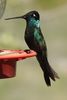 Colibri de Rivoli (Eugenes fulgens) - Etats-Unis