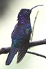 Campylopt�re violet (Campylopterus hemileucurus) - Panama