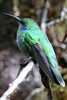 Colibri cyanote (Colibri cyanotus) - Panama
