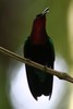 Colibri mad�re (Eulampis jugularis) - Guadeloupe