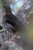 Grive � dos olive (Catharus ustulatus) - Costa-Rica