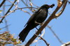 Eurasian Blackbird (Turdus merula) - Canary Islands