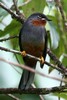 Solitaire siffleur (Myadestes genibarbis) - Martinique
