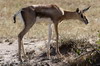 Thomson's Gazelle (Eudorcas thomsonii) - Kenya