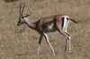Grant's Gazelle (Nanger granti) - Kenya