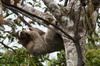 Paresseux à gorge brune (Bradypus variegatus) - Panama