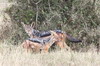 Black-backed Jackal (Canis mesomelas) - Kenya