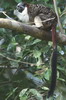 Tamarin de Geoffroy (Saguinus geoffroyi) - Panama