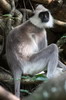 Tufted Grey Langur (Semnopithecus priam) - Sri Lanka