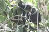 Sykes's Monkey (Cercopithecus albogularis) - Kenya