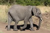Elphant de savane d'Afrique (Loxodonta africana) - Kenya