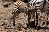 Zbre des plaines (Equus quagga) - Kenya