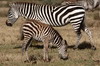 Zbre des plaines (Equus quagga) - Kenya