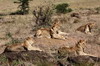 Lion (Panthera leo) - Kenya