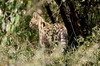 Serval (Leptailurus serval) - Kenya